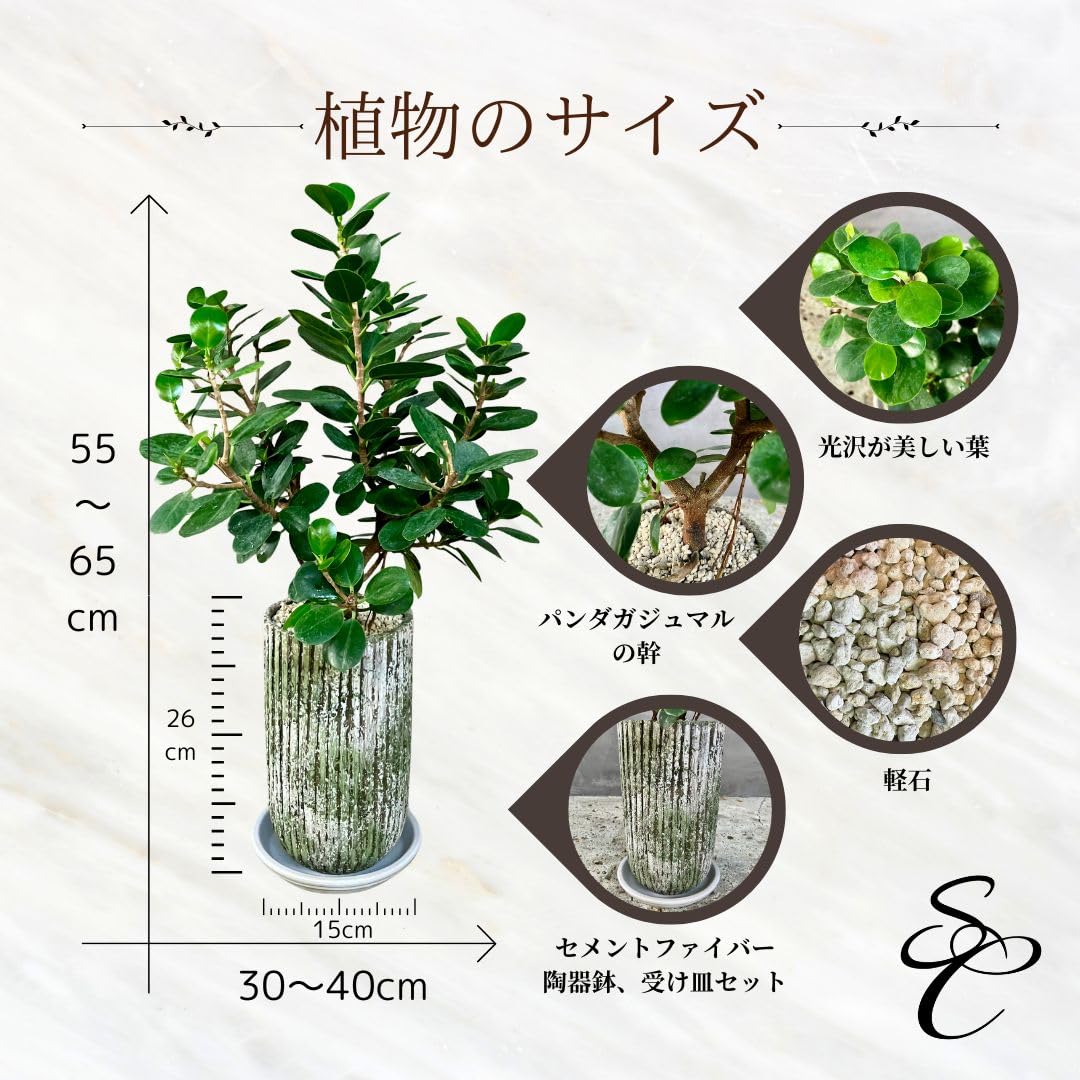 Amazon|SUZUHA Amazon限定 観葉植物 本物 実生 パンダガジュマル 5号 Amazon|SUZUHA Amazon限定 観葉植物 本物 実生 パンダガジュマル 5号